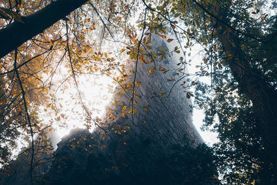 Low angle view of trees against sky