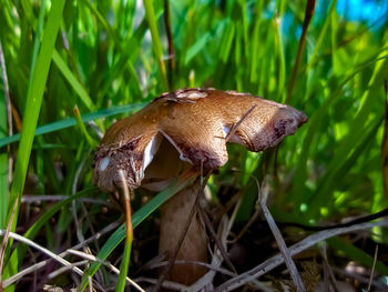 Close-up of a mushroom