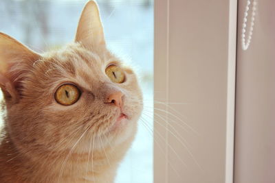 Muzzle of a red cat close-up in natural light from the window. cat eyes. moles on the cat's nose 