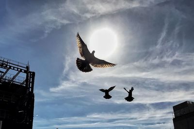 Low angle view of silhouette birds flying in sky