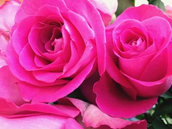 Close-up of pink flower