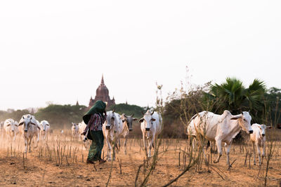 Cows on field against clear sky