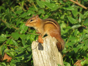 Close-up of squirrel on tree