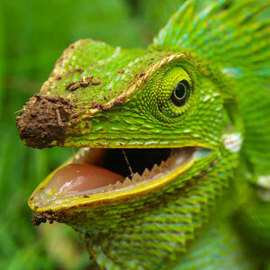 Close-up of lizard