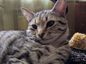 Close-up portrait of a cat at home