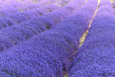 Lavender fields in bloom in provence. pays de sault 