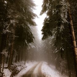 Road amidst trees in forest during winter