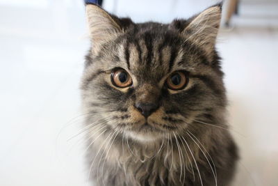 Close-up portrait of a cat