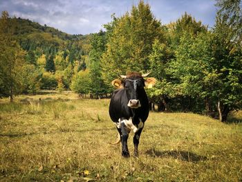 Cow in a forest during autumn