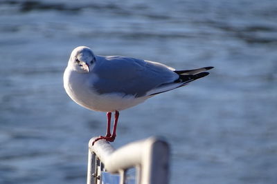 Seagull perching on a sea