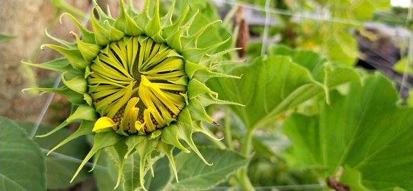 Close-up of yellow flowering plant