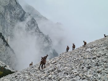 Rear view of man walking on mountain