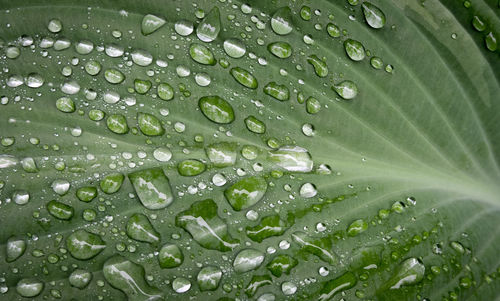 Full frame shot of raindrops on plant