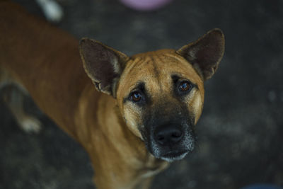 Close-up portrait of dog