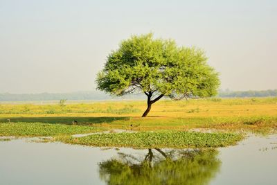 Tree on field by lake against sky