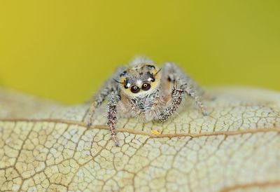 Close-up of spider