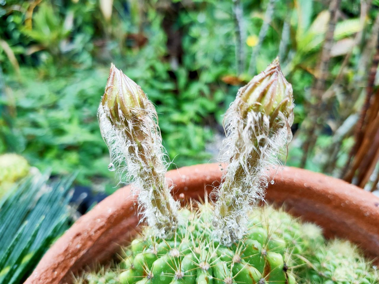CLOSE-UP OF CACTUS PLANT IN WATER