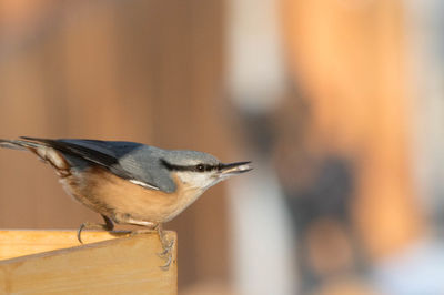 Close-up of bird perching outdoors