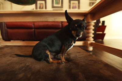 Dog sitting on wooden table