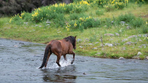 Horse in a river