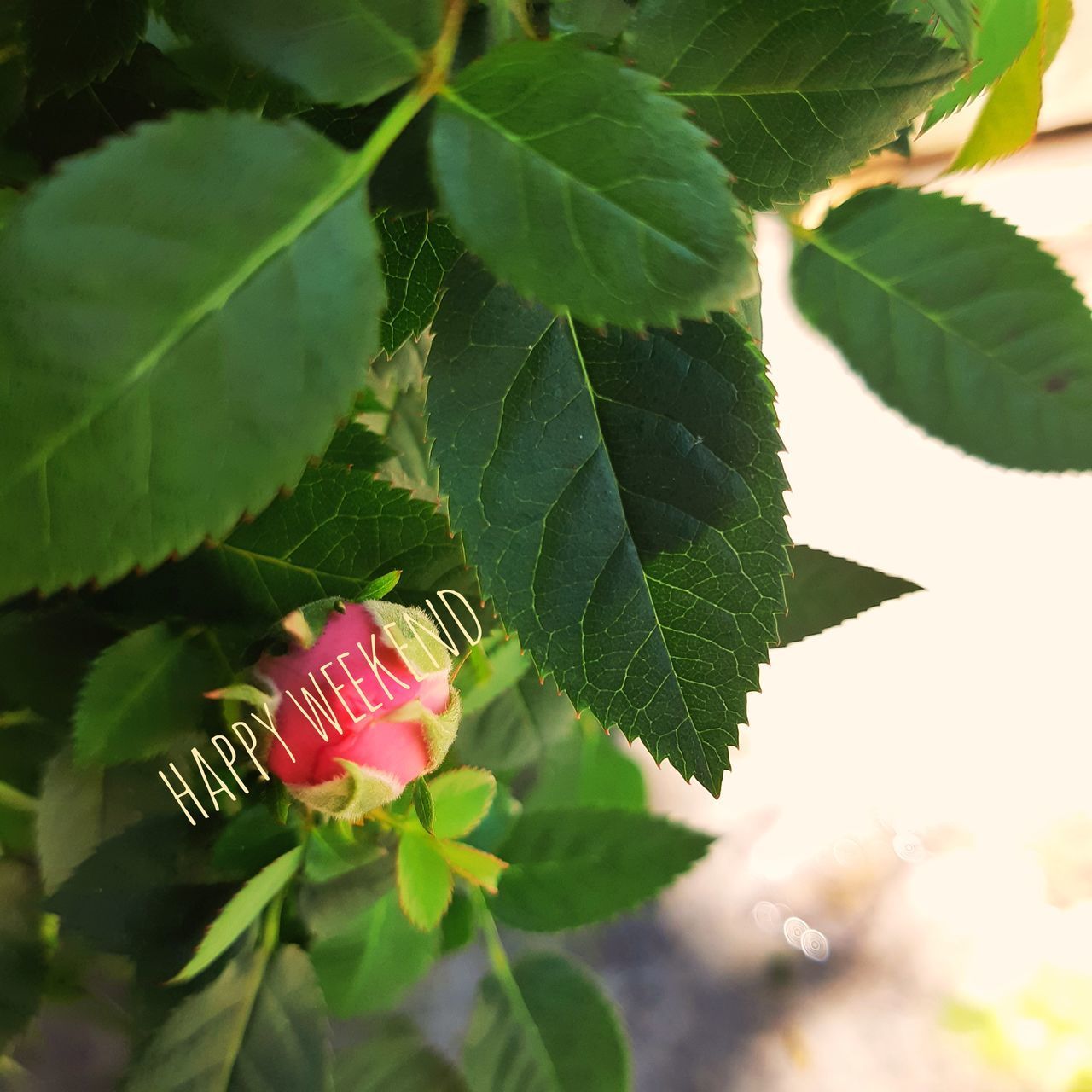 CLOSE-UP OF FRESH GREEN LEAVES