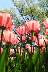Close-up of red flowers