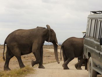 Elephants walking on field against sky