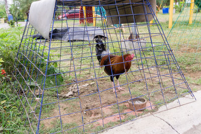 Birds in cage