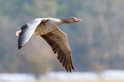 Single gray goose flying in front of blurred background