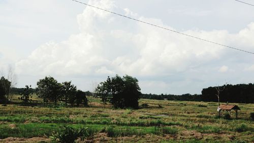 Trees on field against sky