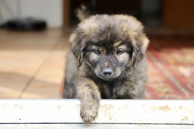 Close-up portrait of puppy on floor