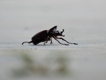 Close-up of scarab beetle on street