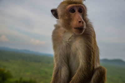 Close-up of monkey against sky