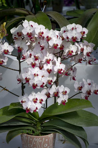 Close-up of white flowering plant