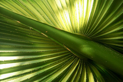 Full frame shot of palm leaf