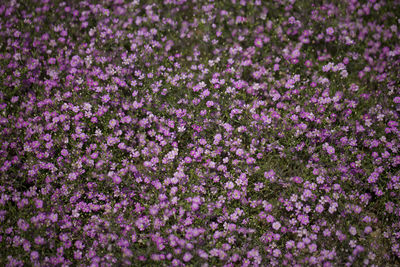 Full frame shot of pink flowering plants on field