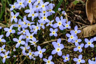 Close-up of flowers blooming outdoors