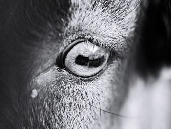 Close-up of horse eye