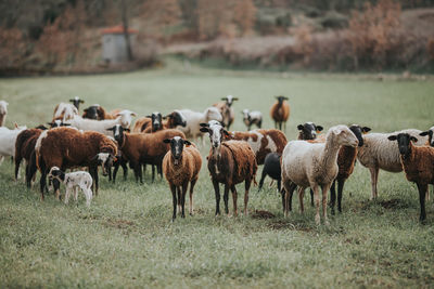 Herd of sheep on field