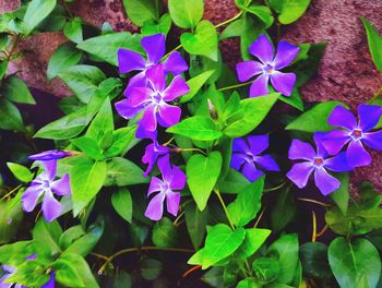 High angle view of purple flowers growing on plant