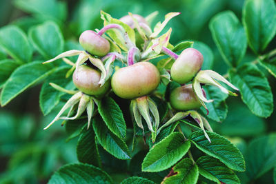 Close-up of fruits growing on plant