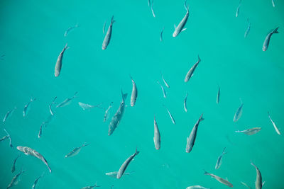 Fish swimming in sea