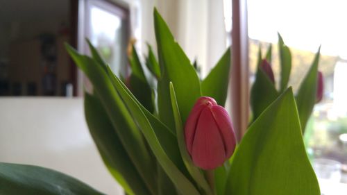 Close-up of flowers