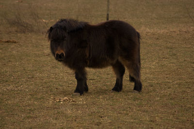 Horse standing on field