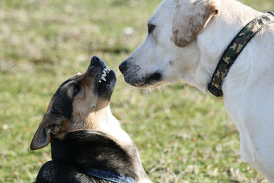 Close-up of dog on field