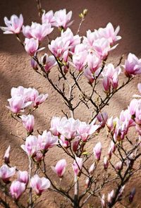 Close-up of pink flowers against the wall