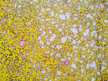 Full frame shot of yellow flowering plant