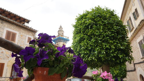 Statue of flowering plant against building