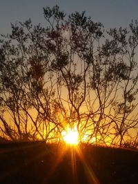 Silhouette trees against sky during sunset