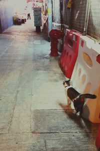 High angle view of dog on floor